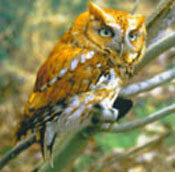 Screech Owl
